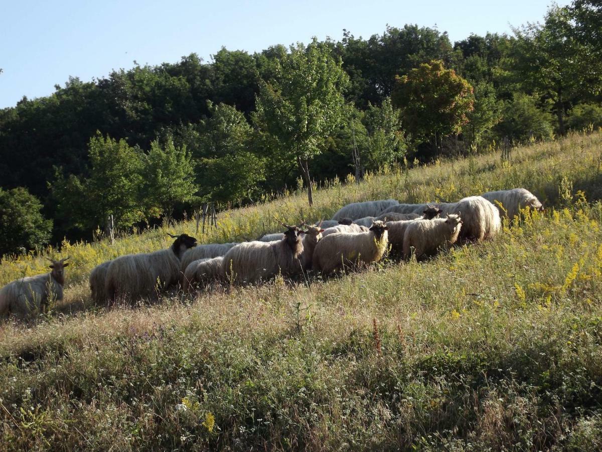 Dósa tanya, Vendégház Cserepfalu Exterior foto
